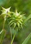 Gray's sedge